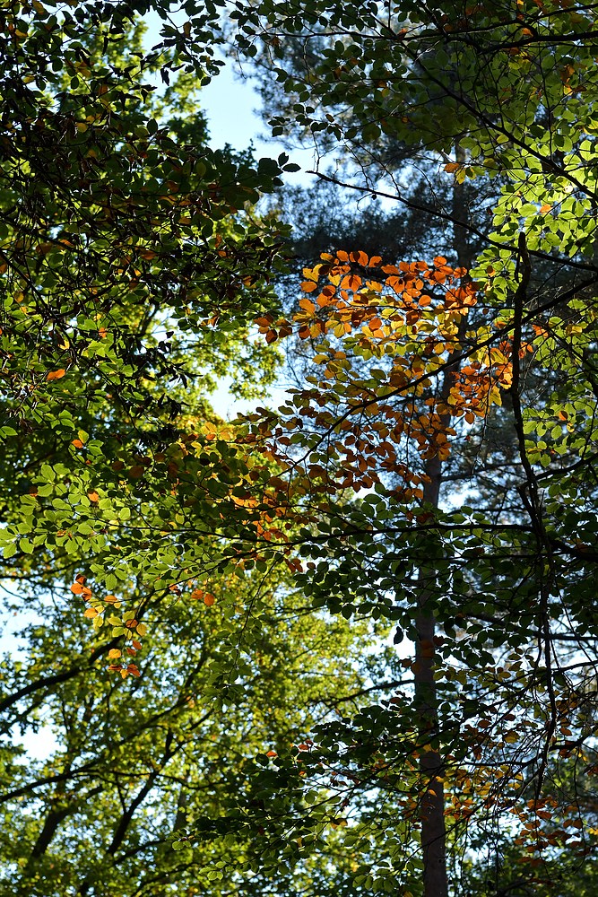 Mühlheimer Wald: Rotbuchen - Leuchten 01