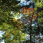 Mühlheimer Wald: Rotbuchen - Leuchten 01