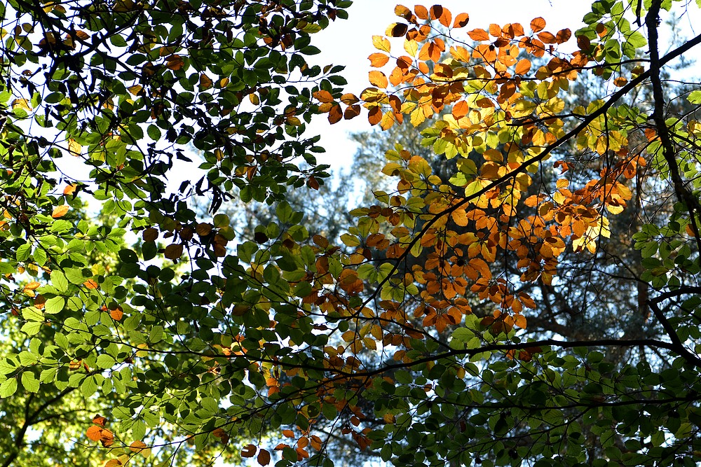 Mühlheimer Wald: Rotbuchen - Leuchten 02