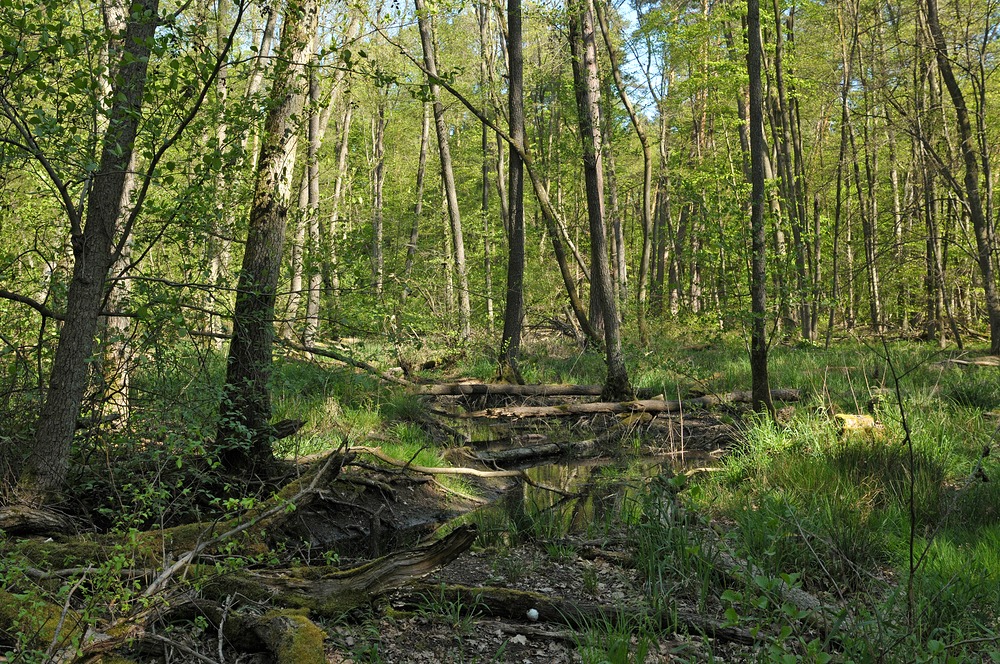 Mühlheimer Wald: Sternmieren – Eichen – Hainbuchenwald 15