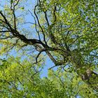 Mühlheimer Wald: Sternmieren – Eichen – Hainbuchenwald 16