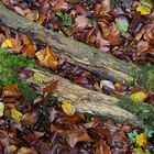 Mühlheimer Wald: Totholz mit „Hoffnungsgrün“ im Herbst