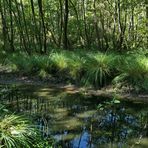 Mühlheimer Wald: Wasserstand nicht befriedigend 01