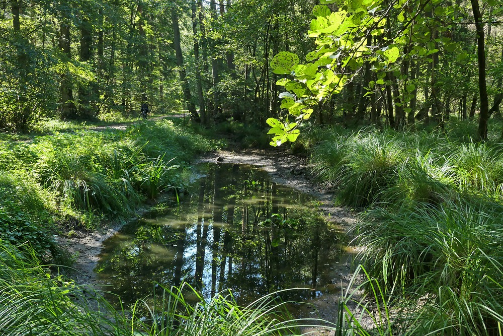 Mühlheimer Wald: Wasserstand nicht befriedigend 02