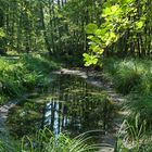 Mühlheimer Wald: Wasserstand nicht befriedigend 02
