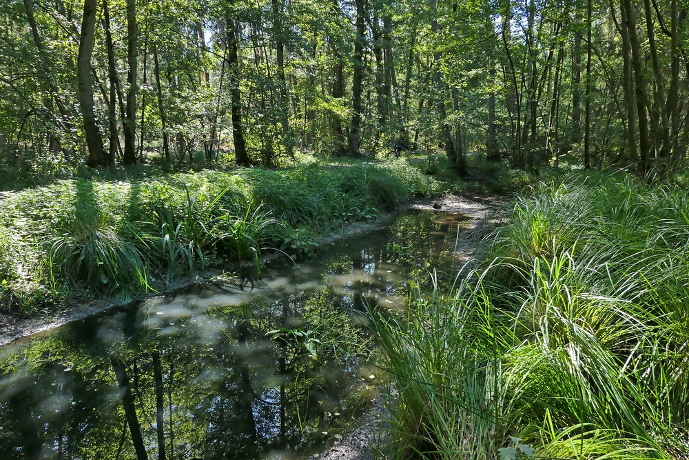 Mühlheimer Wald: Wasserstand nicht befriedigend 03