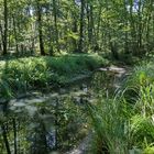 Mühlheimer Wald: Wasserstand nicht befriedigend 03