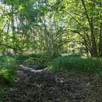 Mühlheimer Wald: Wasserstand nicht befriedigend 04