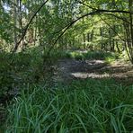 Mühlheimer Wald: Wasserstand nicht befriedigend 05