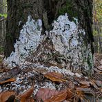 Mühlheimer Wald: Weißer Pilz im Herbst