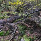 Mühlheimer Wald: Wo umgefallene Bäume liegen bleiben dürfen