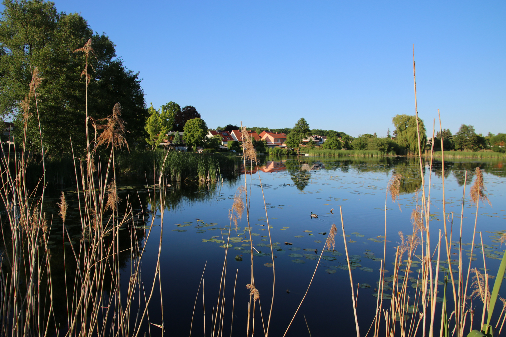 Mühlteich in der Uckermark