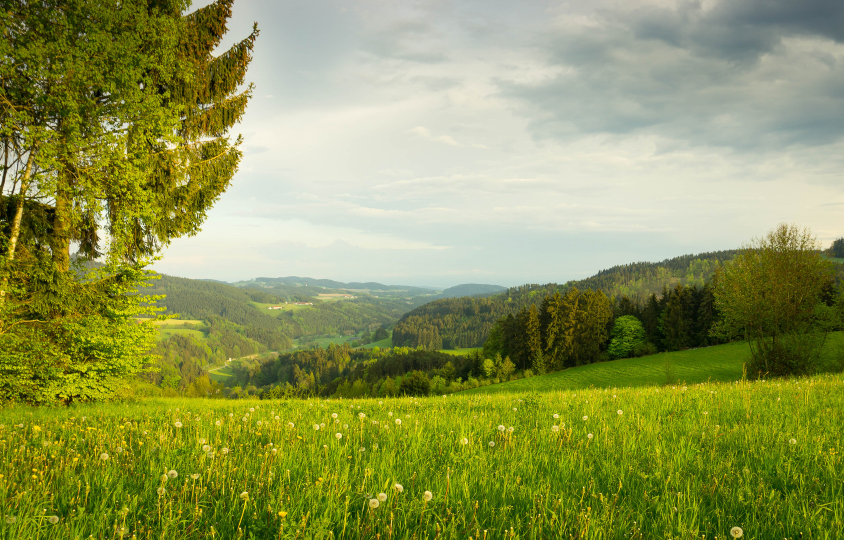 Mühlviertler Hügel im sanften Abendlicht