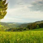 Mühlviertler Hügel im sanften Abendlicht