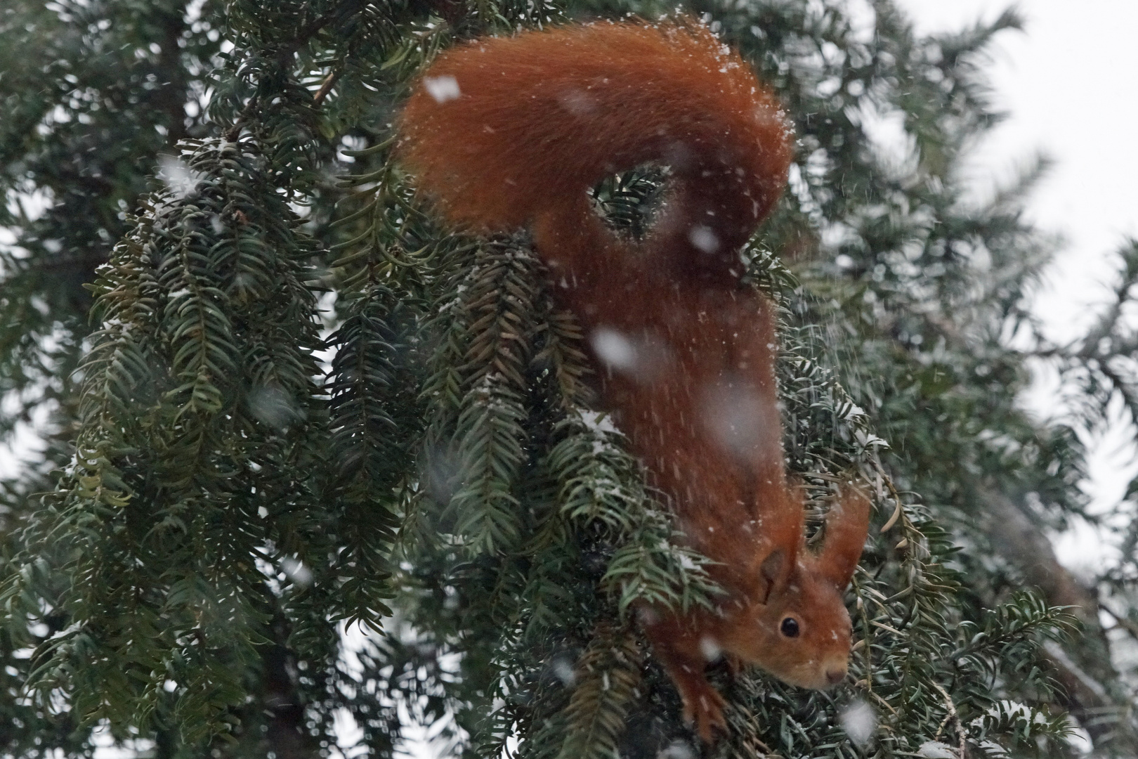 Mühsam ernährt sich das Eichhörnchen.......