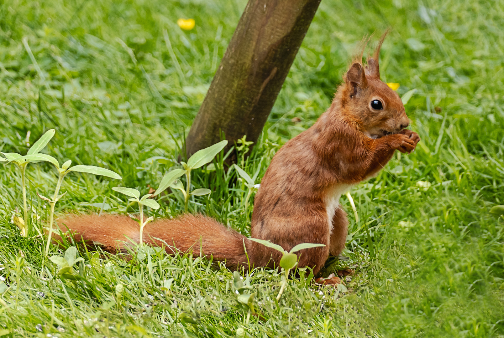 "Mühsam ernährt sich das Eichhörnchen"