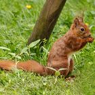 "Mühsam ernährt sich das Eichhörnchen"