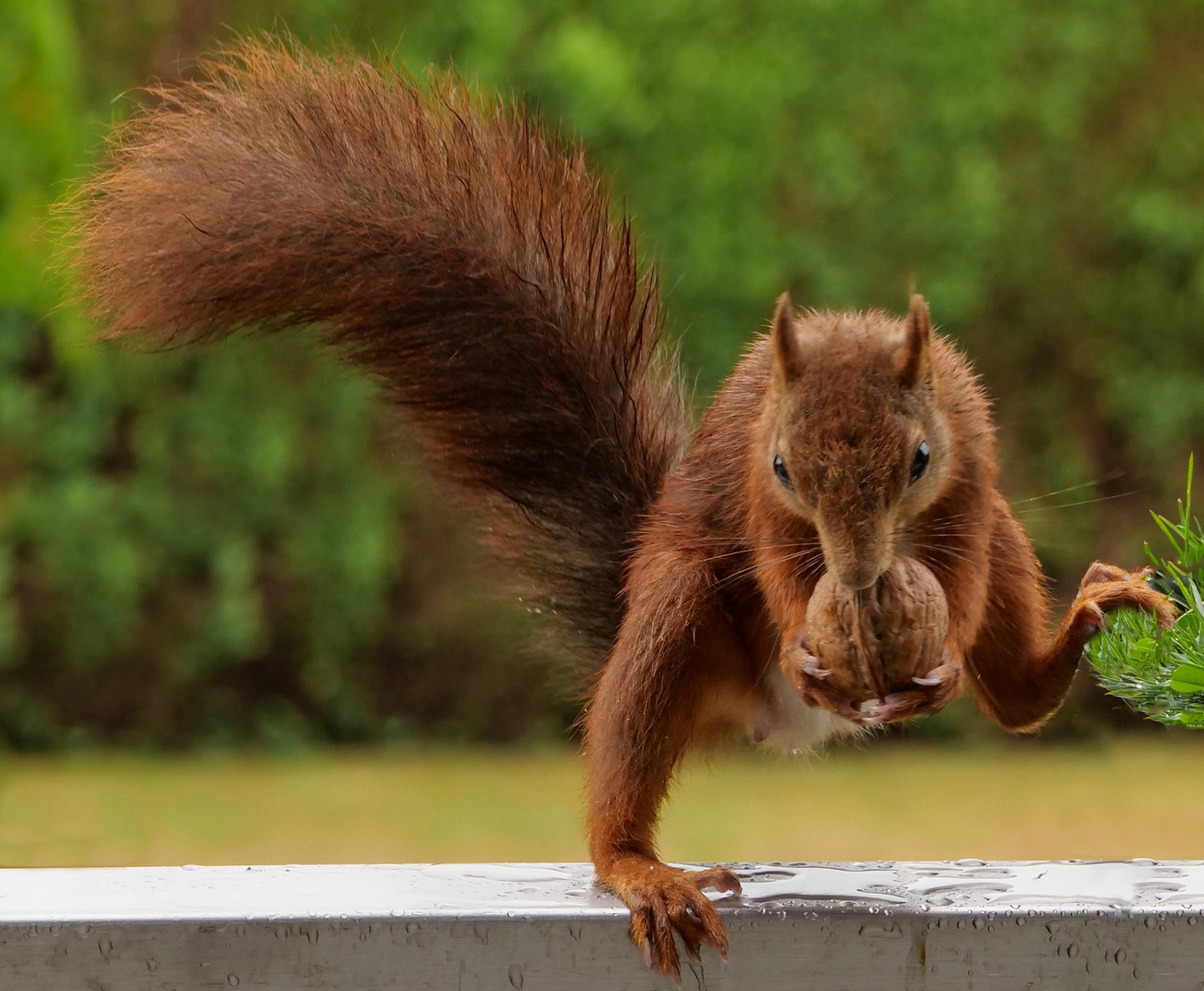 Mühsam ernährt sich das Eichhörnchen