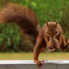 Mühsam ernährt sich das Eichhörnchen