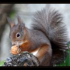Mühsam ernährt sich das Eichhörnchen