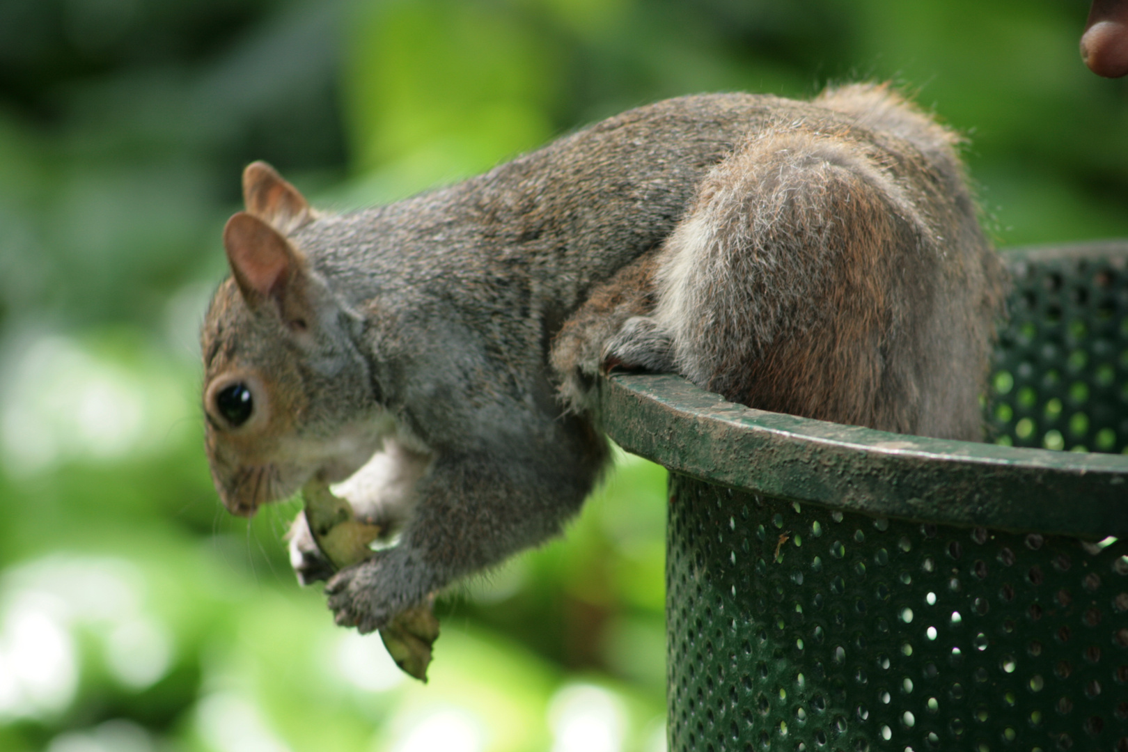 Mühsam ernährt sich das Eichhörnchen