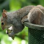 Mühsam ernährt sich das Eichhörnchen