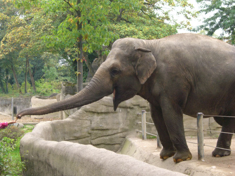 Mühsam ernährt sich der Elefant ... oder wie war das?