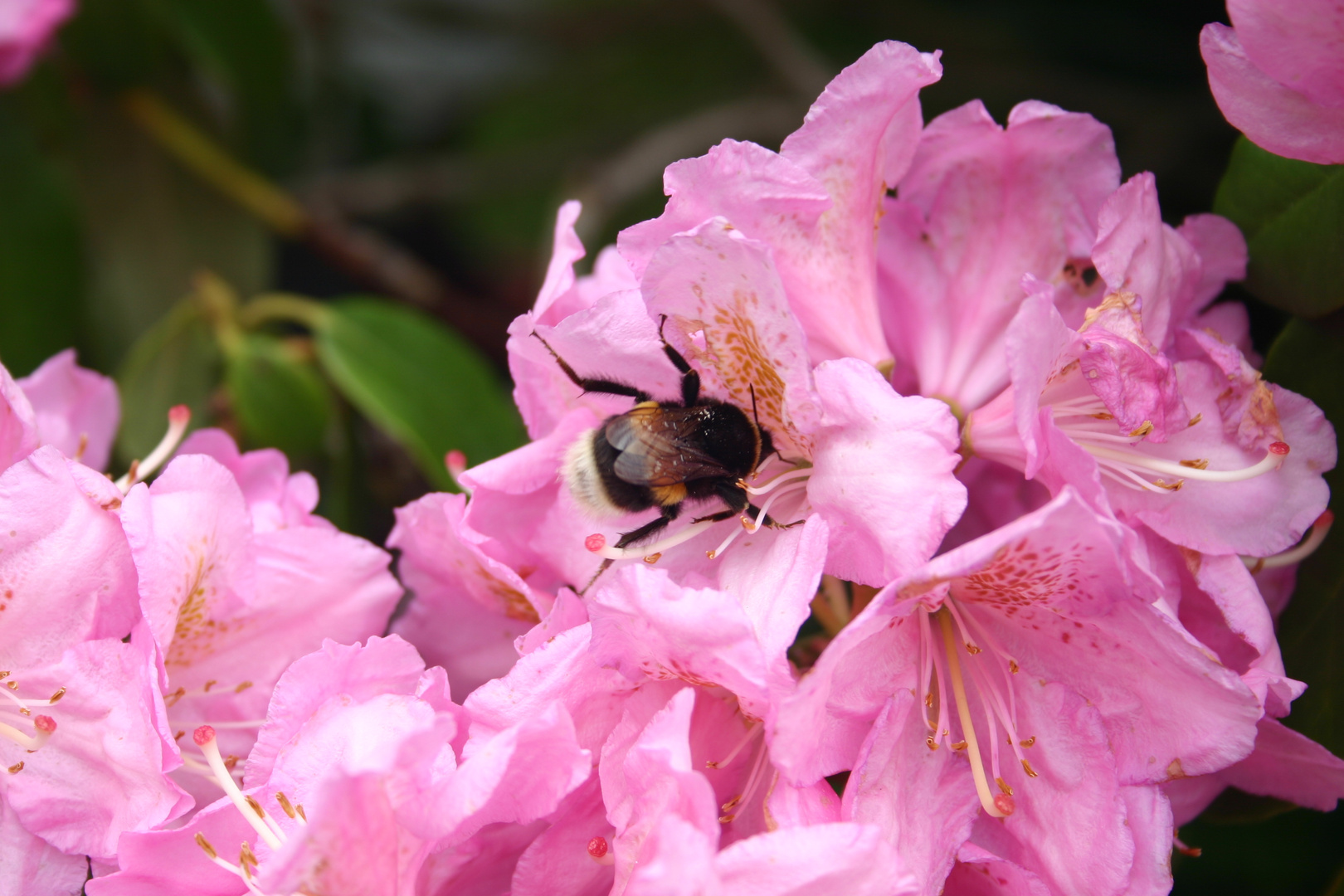 Mühsam ernährt sich ... - die Hummel!