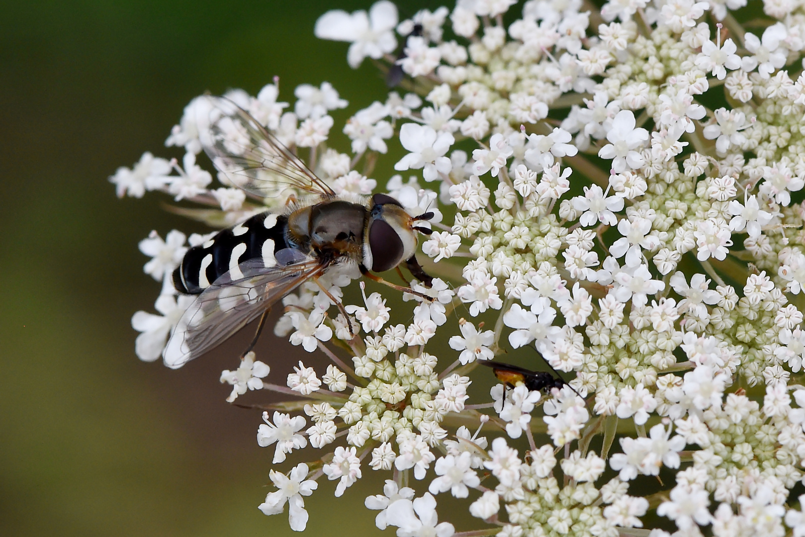 Mühsam ernährt sich die Schwebfliege