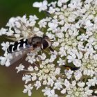 Mühsam ernährt sich die Schwebfliege