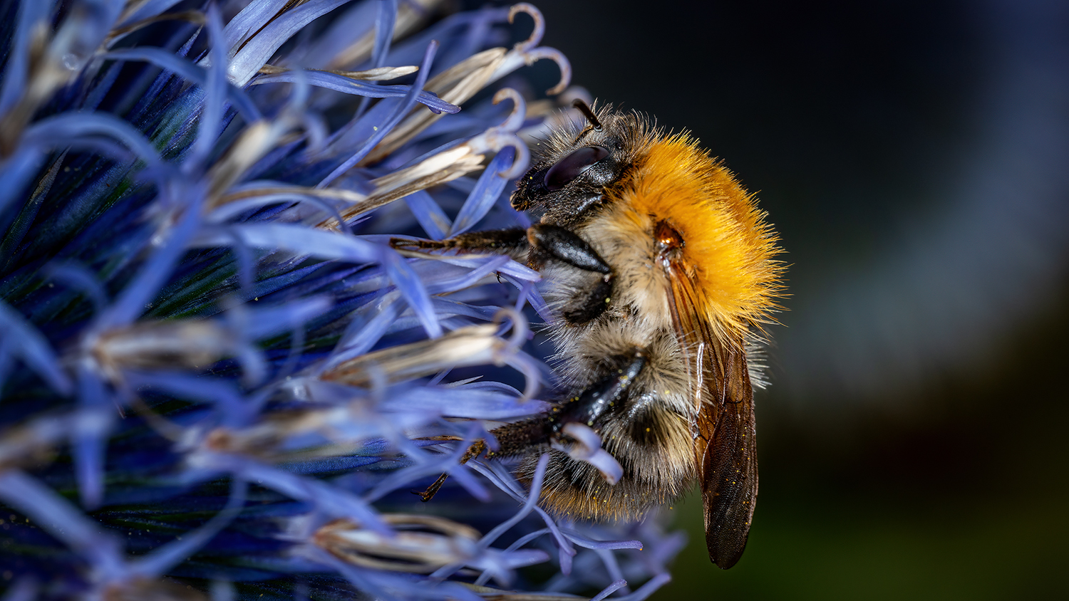 Mühsam ernährt sich diese kleine Hummel