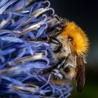 Mühsam ernährt sich diese kleine Hummel