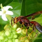 Mühsam ist der Weg zur Blüte