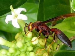 Mühsam ist der Weg zur Blüte