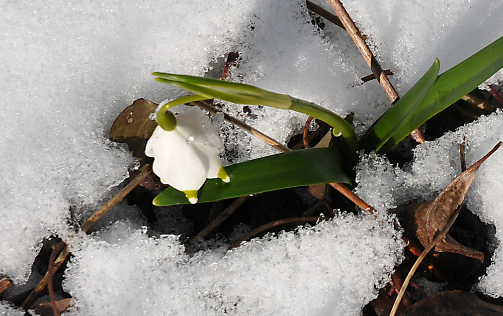 MÜHSAM KOMMT DER FRÜHLING