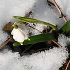 MÜHSAM KOMMT DER FRÜHLING