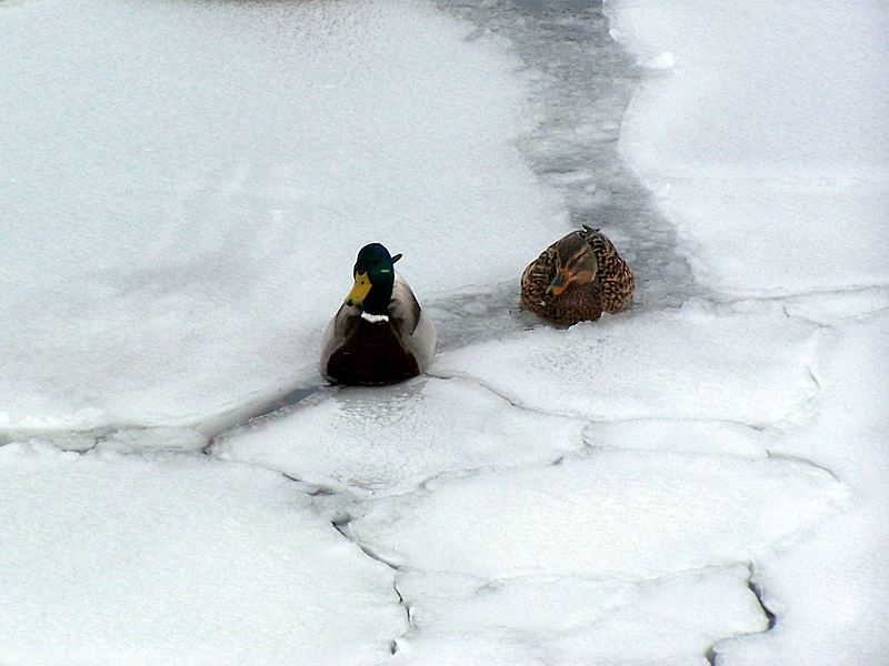 Mühsam quälen sich Enten...