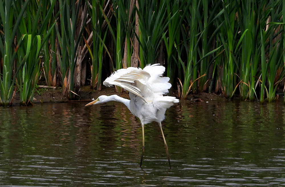 Mühsame Futtersuche