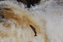 ** mühsamer Lachsaufstieg am Wasserfall **