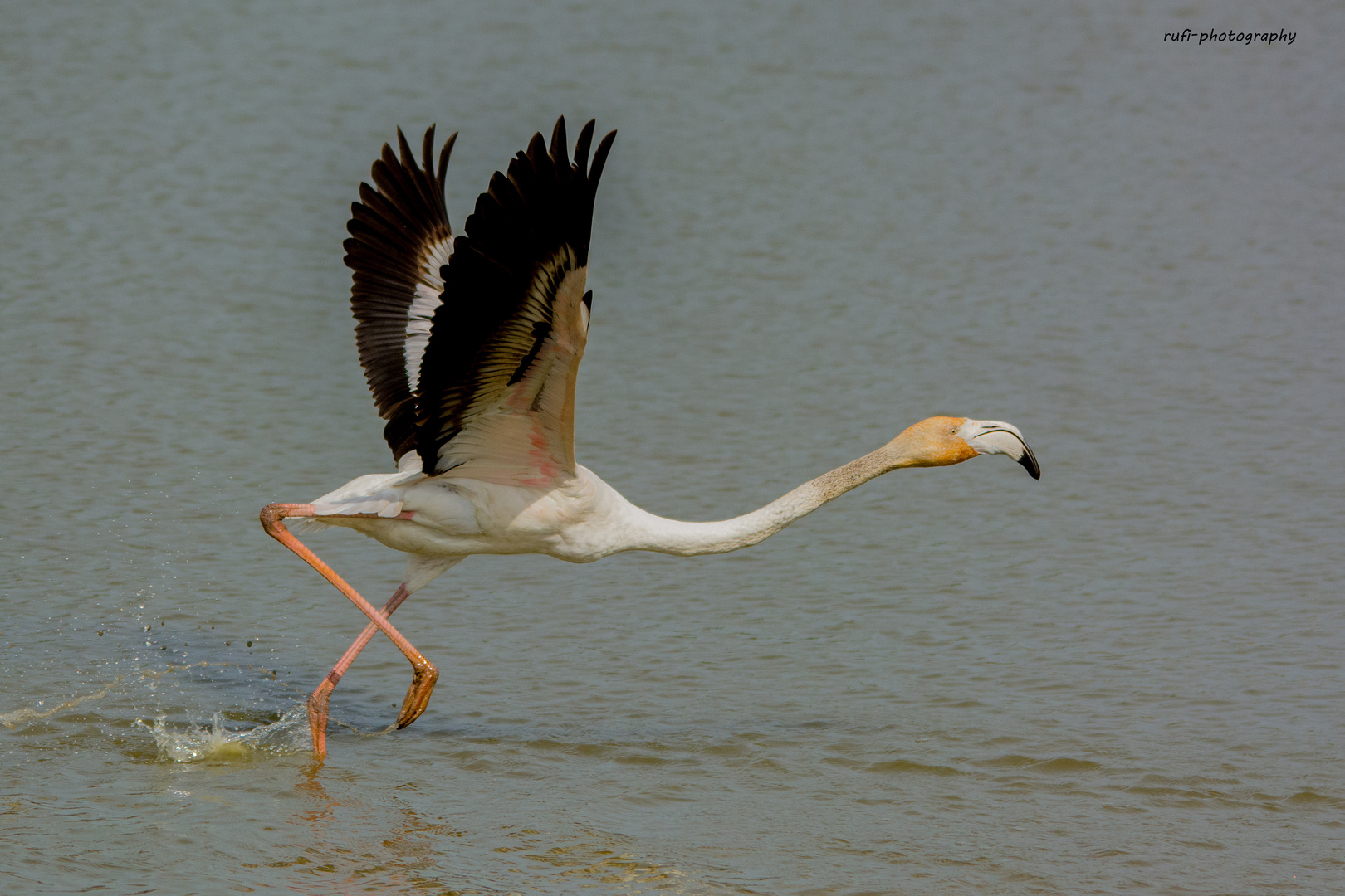 Mühsamer Start des Rosa-Flamingos