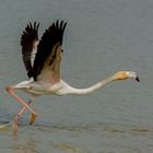 Mühsamer Start des Rosa-Flamingos