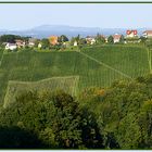 Mühsamer Weinbau in der Südsteiermark