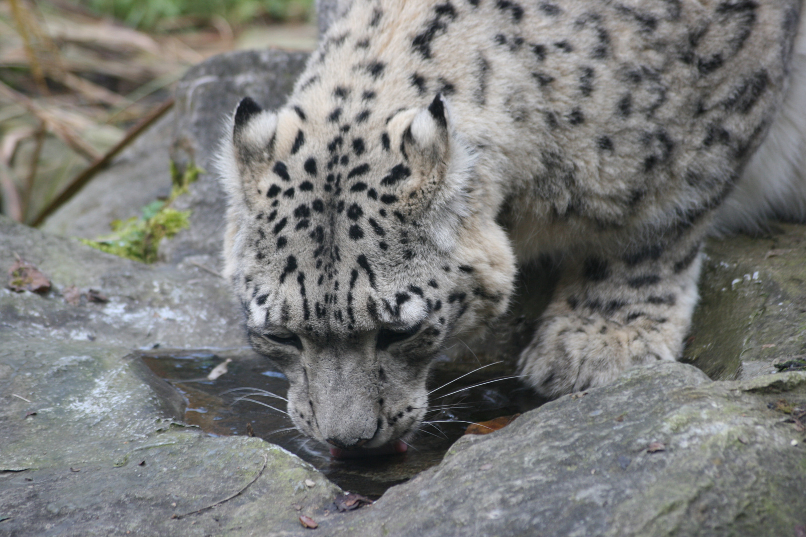 Mühsames Trinken