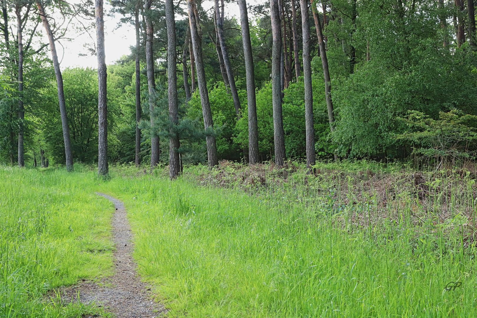 Mülheimer Wald