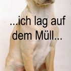 Müll Hund