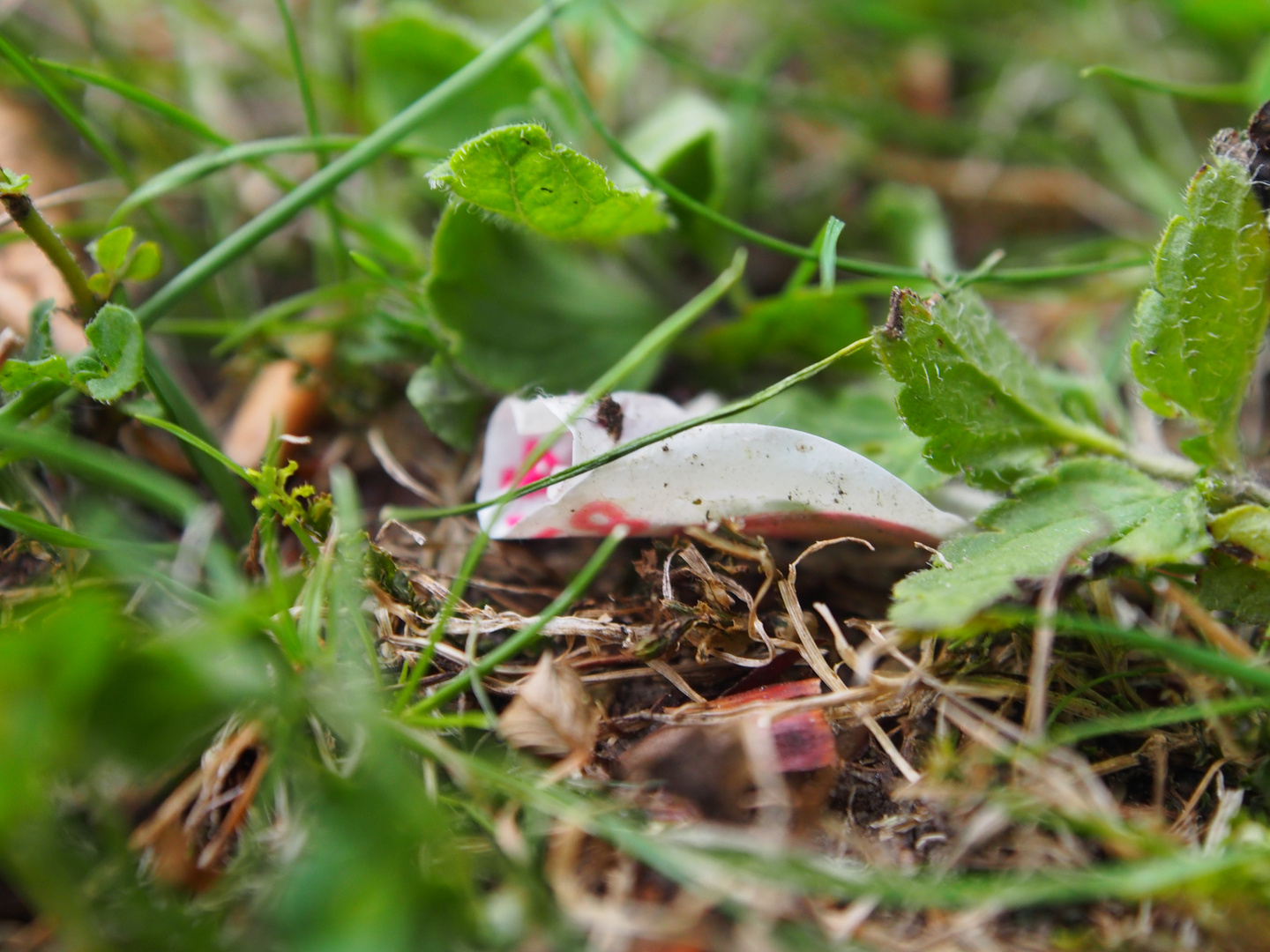 Müll im Gras