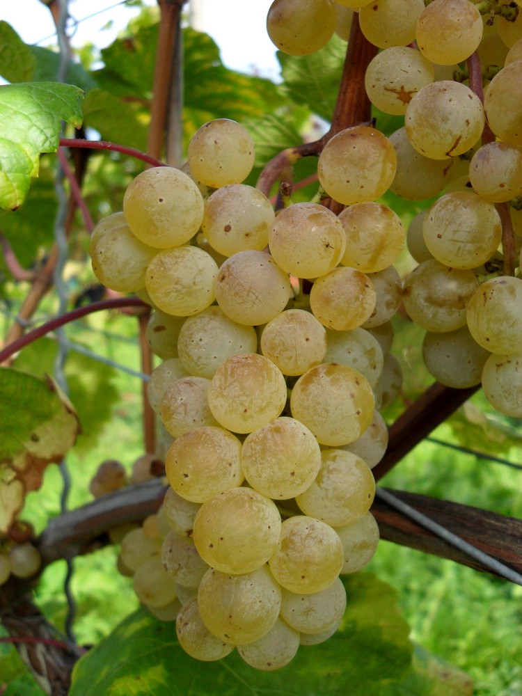 Müller-Thurgau Traube 2009