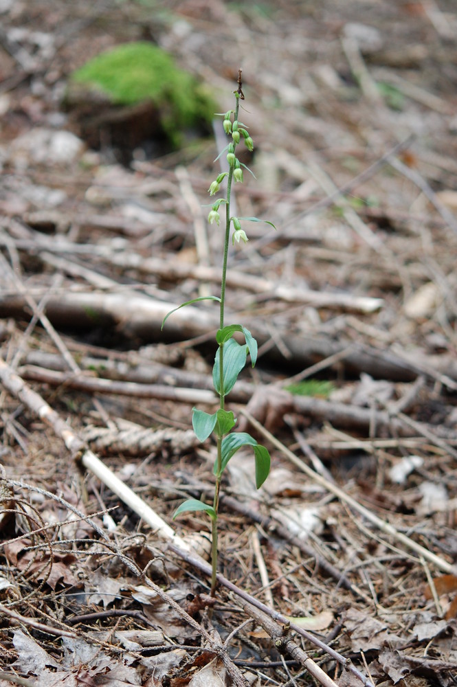 Müllers Stendelwurz (Epipactis muelleri) Schattenform bei Hüfingen