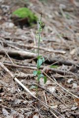 Müllers Stendelwurz (Epipactis muelleri) Schattenform bei Hüfingen