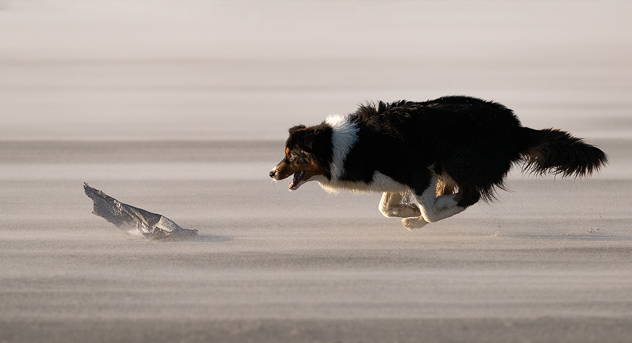 Müllsammeln auf Hunde-Art